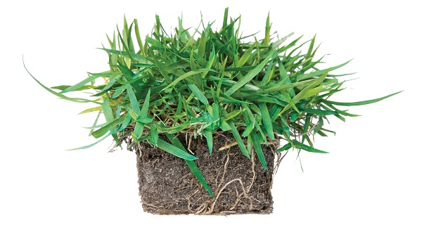 SodPods® Zoysia