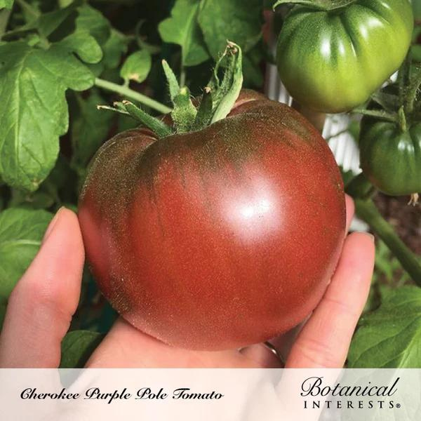 Tomato Pole Cherokee Purple Organic