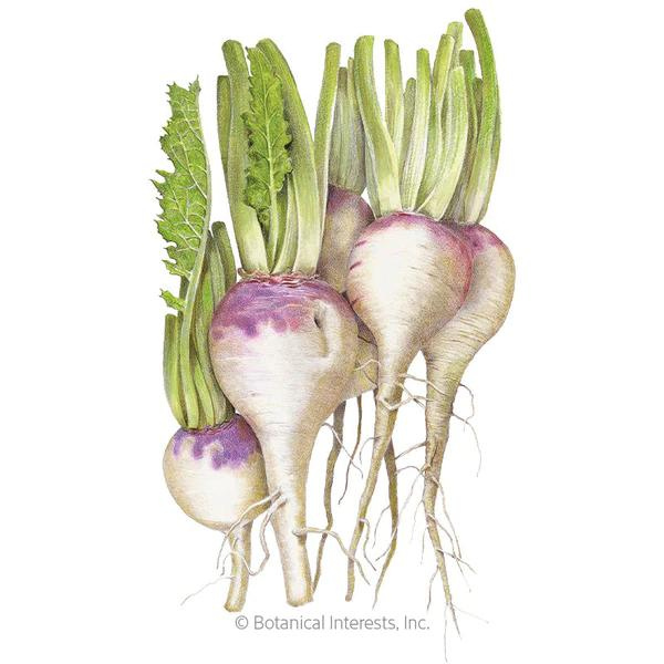 Turnip Purple Top White Globe Organic 1