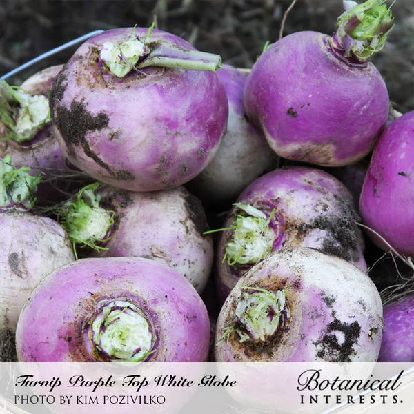 Turnip Purple Top White Globe Organic 2