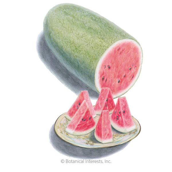 Watermelon Charleston Gray