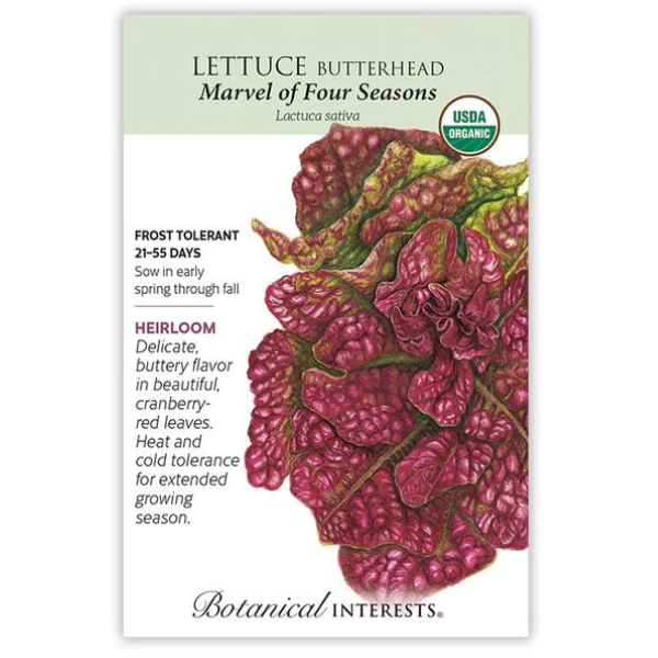 Lettuce Butterhead Marvel of Four Seasons