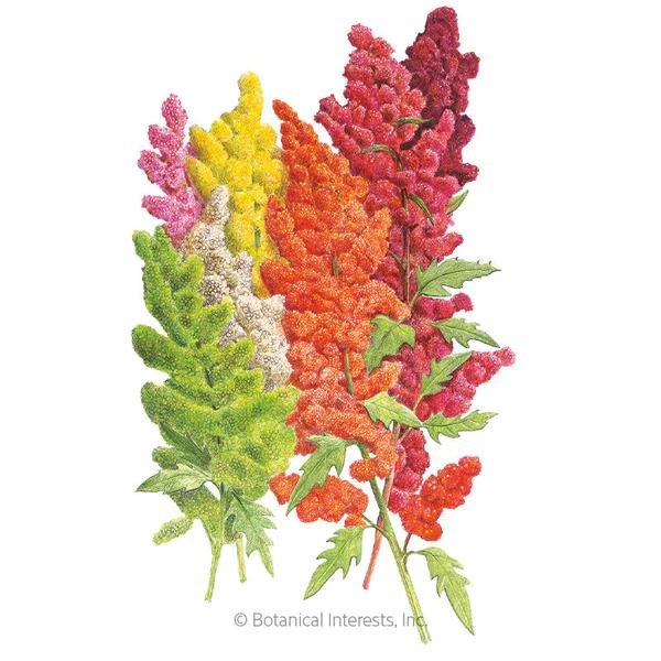 Quinoa Brightest Brilliant Rainbow Organic 1.png