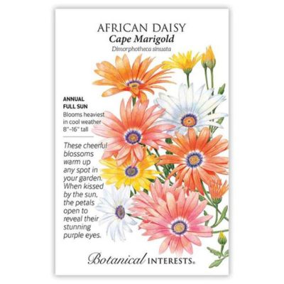 African Daisy Cape Marigold