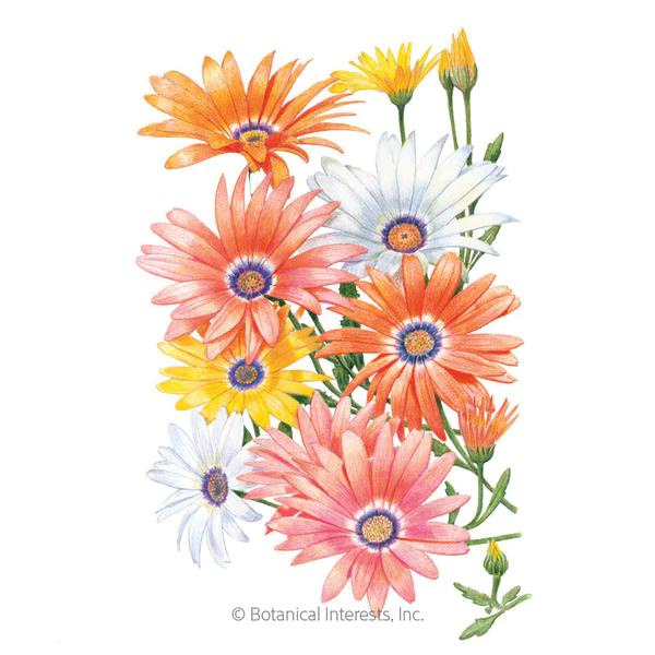 African Daisy Cape Marigold 1