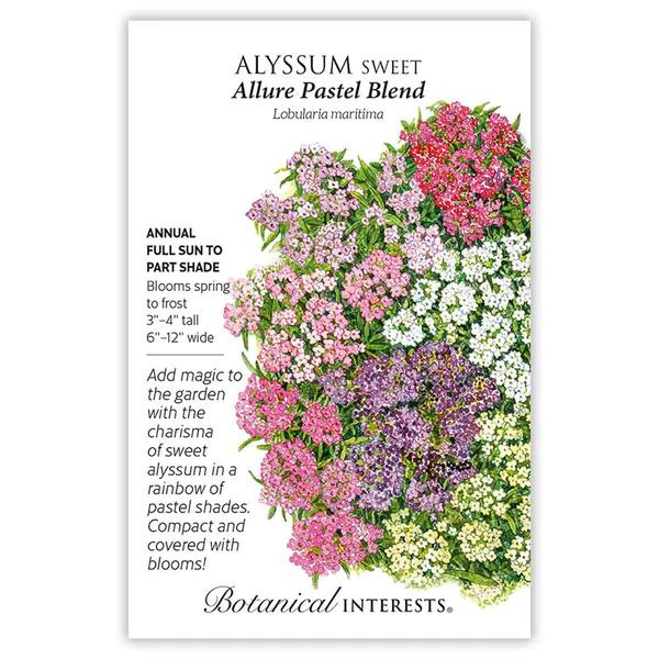 Alyssum Sweet Allure Pastel Blend