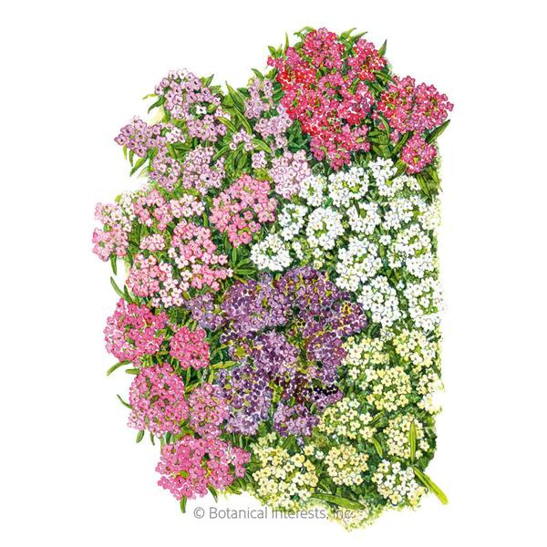 Alyssum Sweet Allure Pastel Blend 1