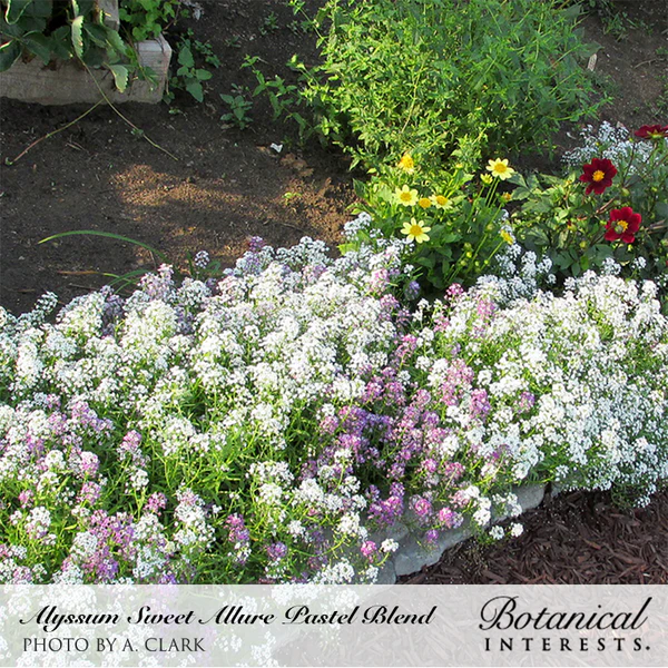 Alyssum Sweet Allure Pastel Blend 2