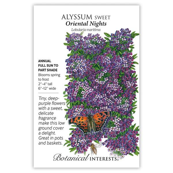 Alyssum Sweet Oriental Nights