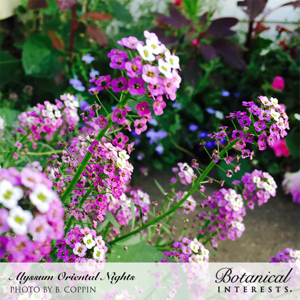 Alyssum Sweet Oriental Nights 2