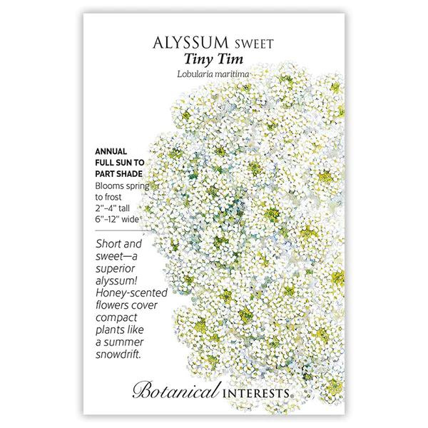 Alyssum Sweet Tiny Tim