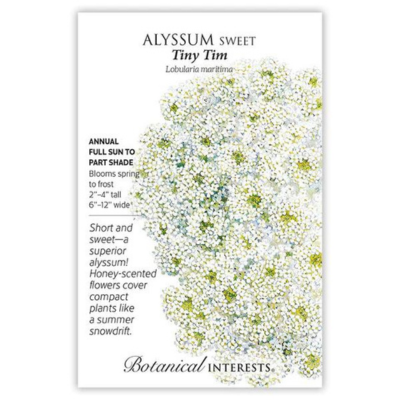 Alyssum Sweet Tiny Tim