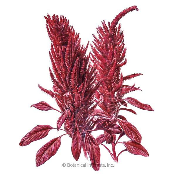 Amaranth Burgundy Organic 1