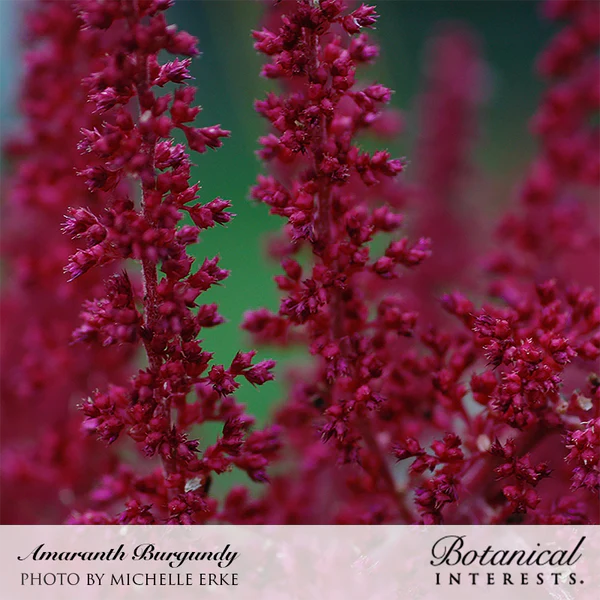 Amaranth Burgundy Organic 2