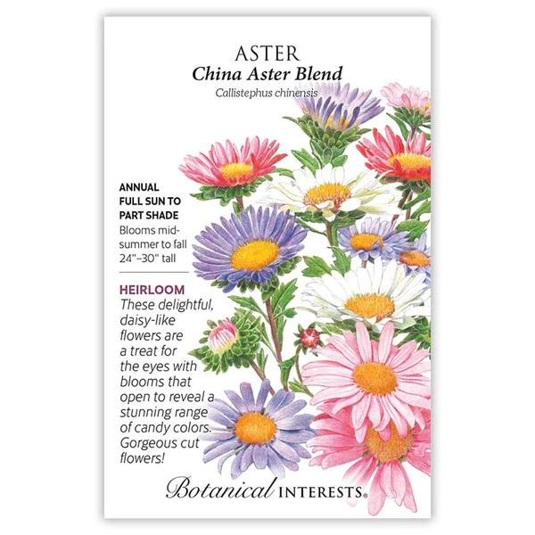 Aster China Blend