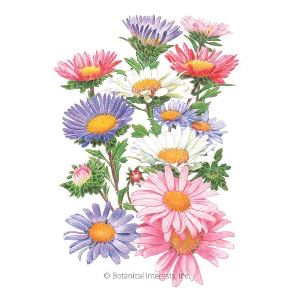 Aster China Blend