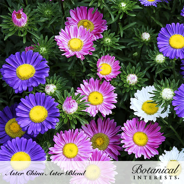 Aster China Blend 2