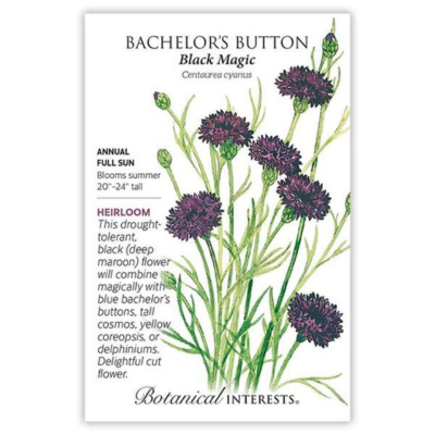 Bachelor's Button Black Magic