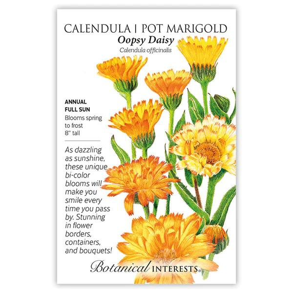 Calendula Marigold Oopsy Daisy