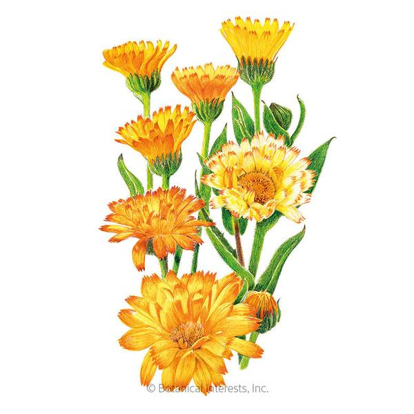 Calendula Marigold Oopsy Daisy 1