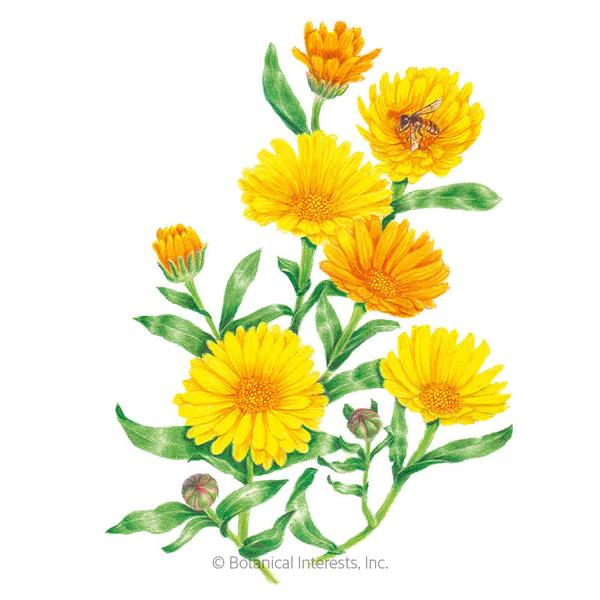 Calendula Resina Organic 1