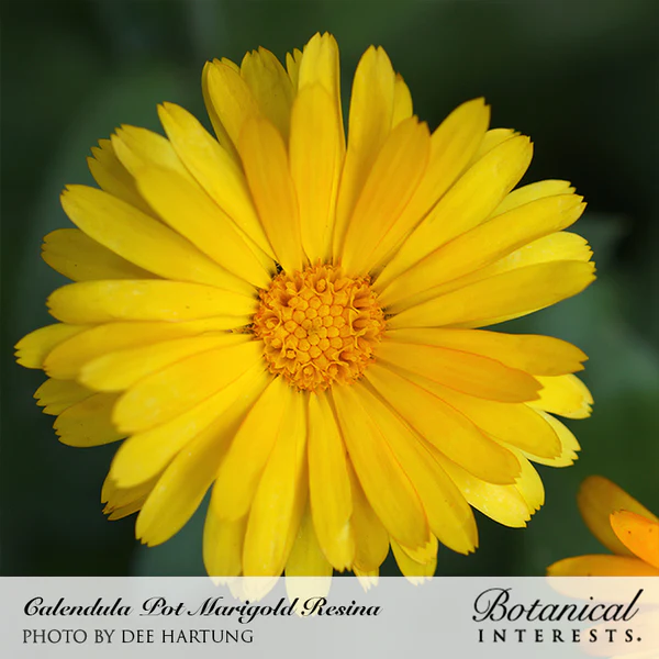 Calendula Resina Organic 2