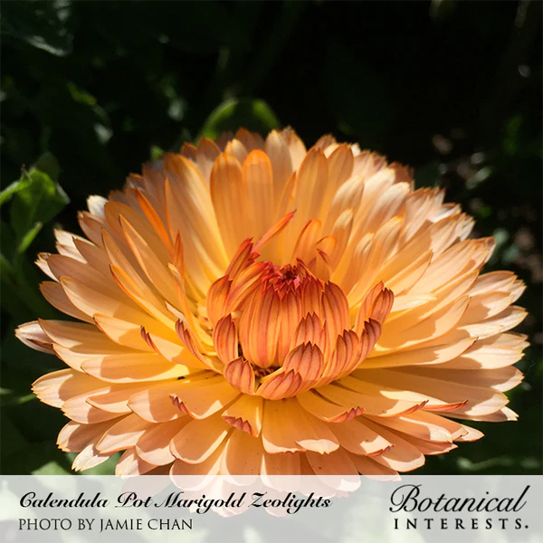 Calendula Zeolights 2