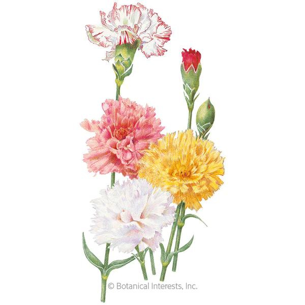 Carnation Chabaud Blend 1