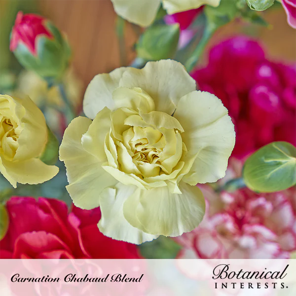 Carnation Chabaud Blend 2