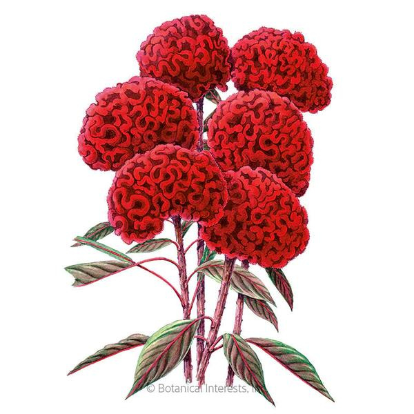 Celosia Chief Red Flame Organic 1