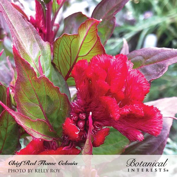 Celosia Chief Red Flame Organic 2