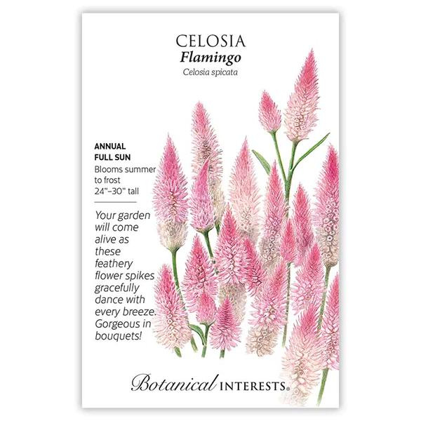 Celosia Flamingo