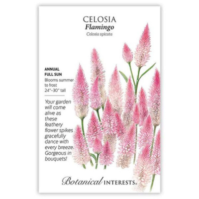 Celosia Flamingo