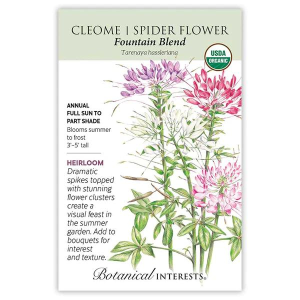 Cleome Fountain Blend Organic