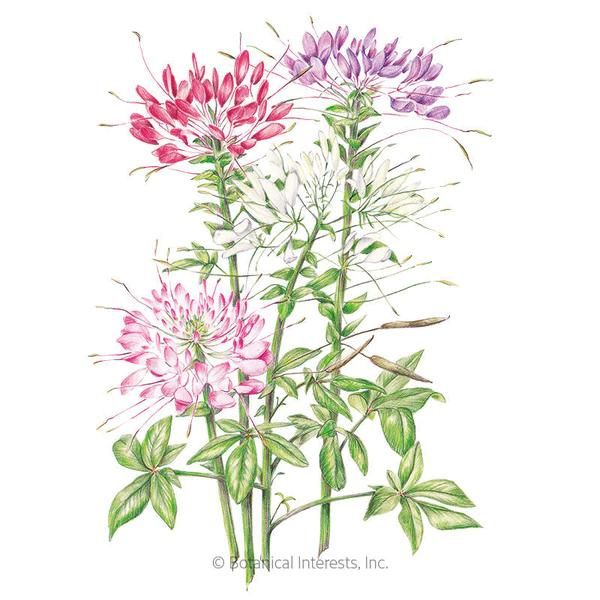 Cleome Fountain Blend Organic 1