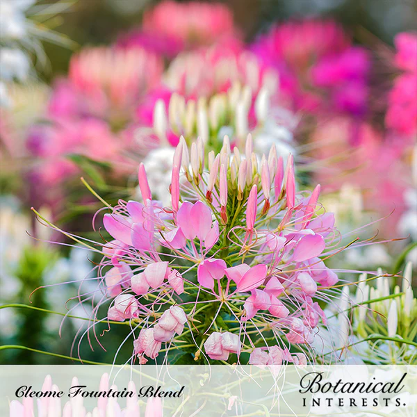 Cleome Fountain Blend Organic 2