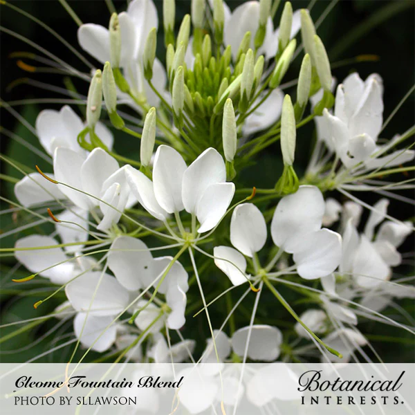 Cleome Fountain Blend Organic 3