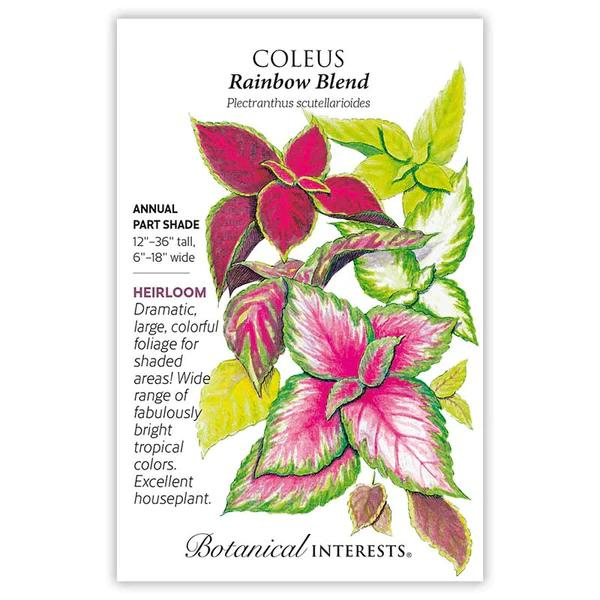 Coleus Rainbow Blend