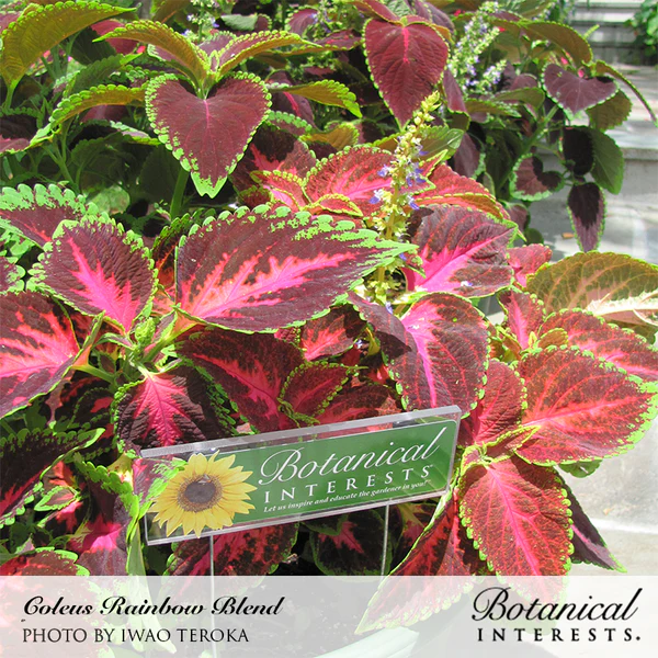 Coleus Rainbow Blend 2