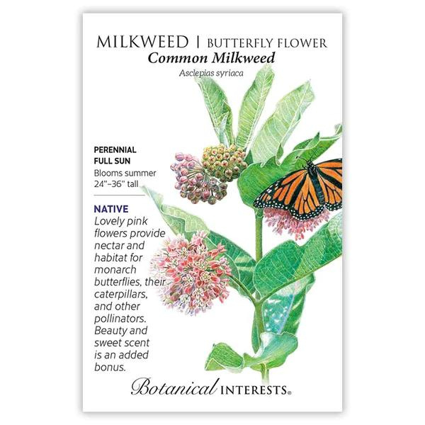 Milkweed Butterfly Flower Common