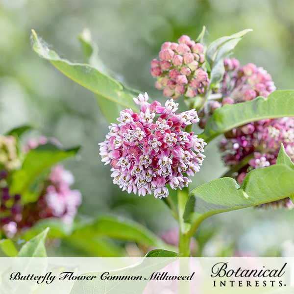 Milkweed Butterfly Flower Common 2