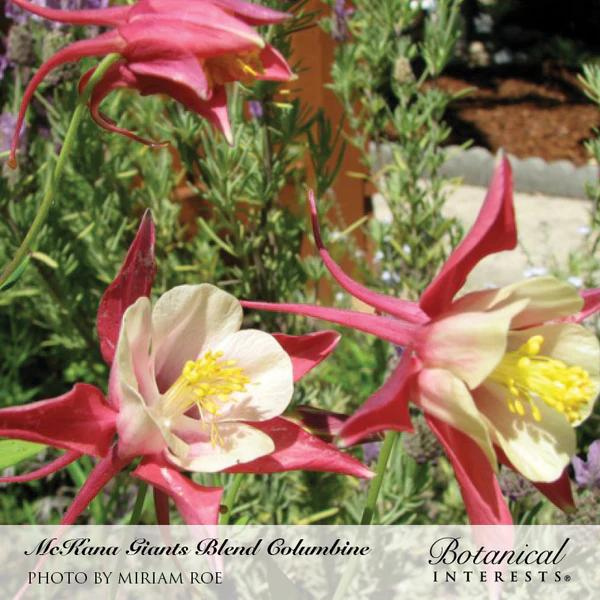 Columbine McKana Giants Blend 2