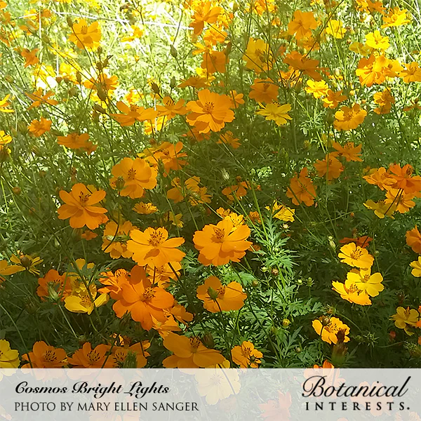 Cosmos Bright Lights Blend 3