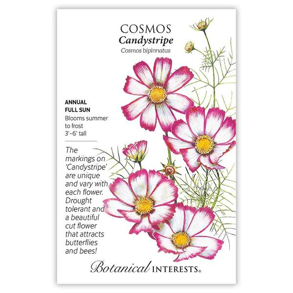 Cosmos Candy Stripe