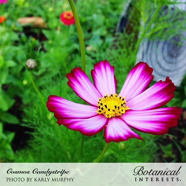 Cosmos Candy Stripe 3