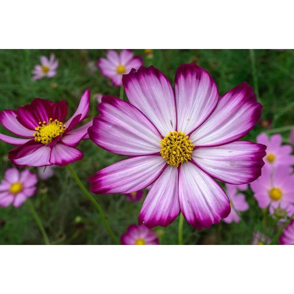 Cosmos Candy Stripe 4