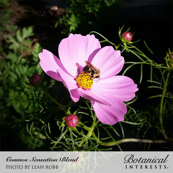 Cosmos Sensation Blend Organic 2