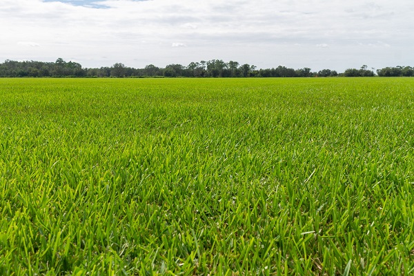 Floratam Sod Farm