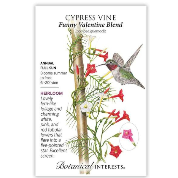 Cypress Vine Funny Valentine Blend