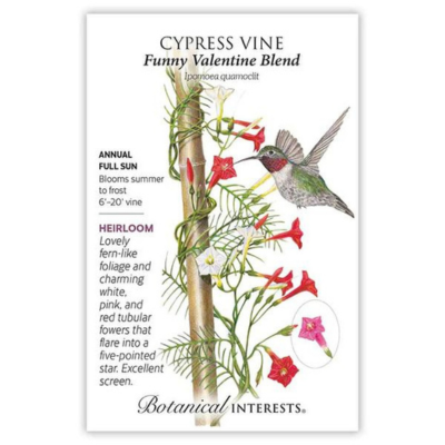 Cypress Vine Funny Valentine Blend